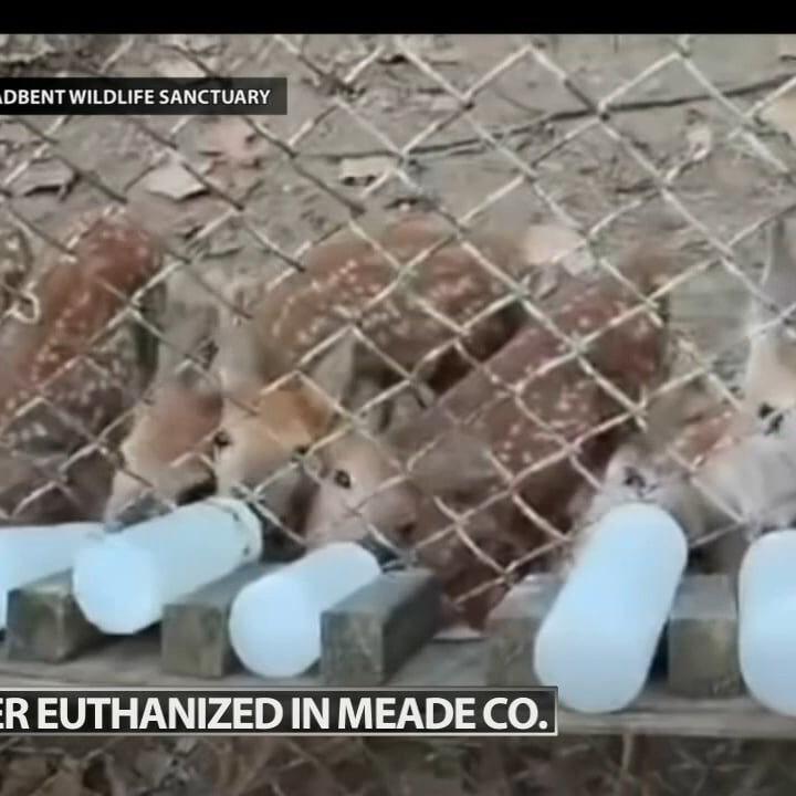 22 deer 'humanely euthanized' at unpermitted Meade County facility